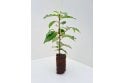 Portuguese Laurel - cell grown