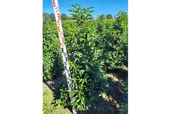 Portuguese Laurel - 5 year plant