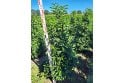 Portuguese Laurel - 5 year plant