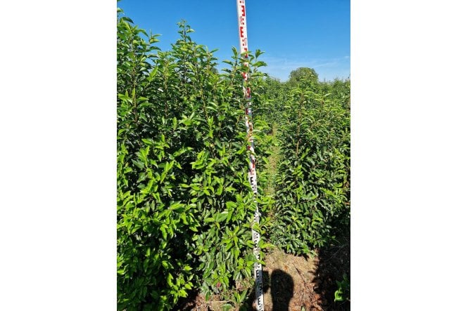 Portuguese Laurel - 7 year plant