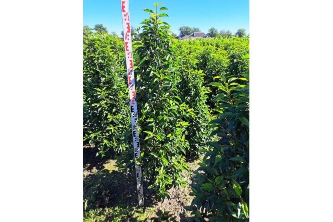 Portuguese Laurel - 6 year plant