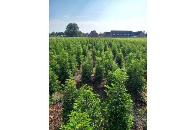 Portuguese Laurel - 5 year plant