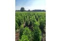 Portuguese Laurel - 5 year plant