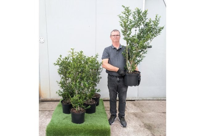 Privet - 10 litre