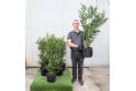 Privet - 10 litre