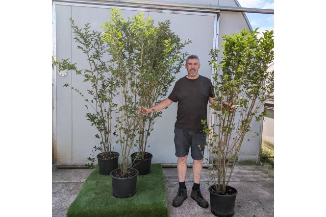 Privet - 15 litre