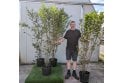 Privet - 15 litre