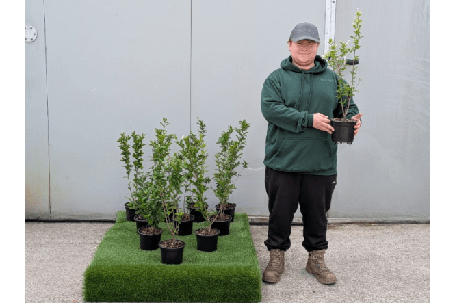 Privet - 2 litre