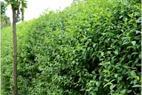 Privet hedge plants (Ligustrum ovalifolium)