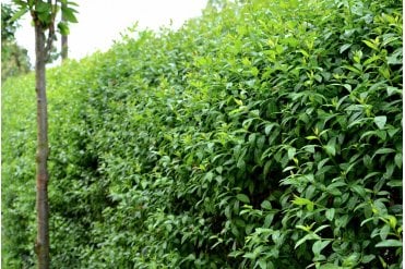 Close up of a mature and established Common Privet (Ligustrum ovalifolium) hedge with dense, upright branches and smooth oval green leaves, commonly used for fast-growing, semi-evergreen formal hedges and screening.