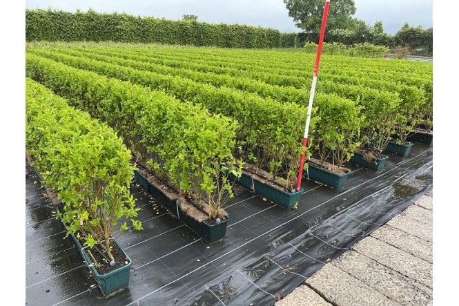 Privet - 1m long trough