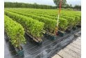 Privet - 1m long trough