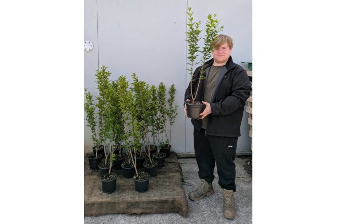 Privet - 2 litre
