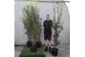 Wild Privet - 15 litre