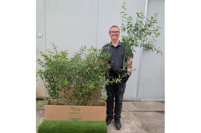 Wild Privet - 2 litre
