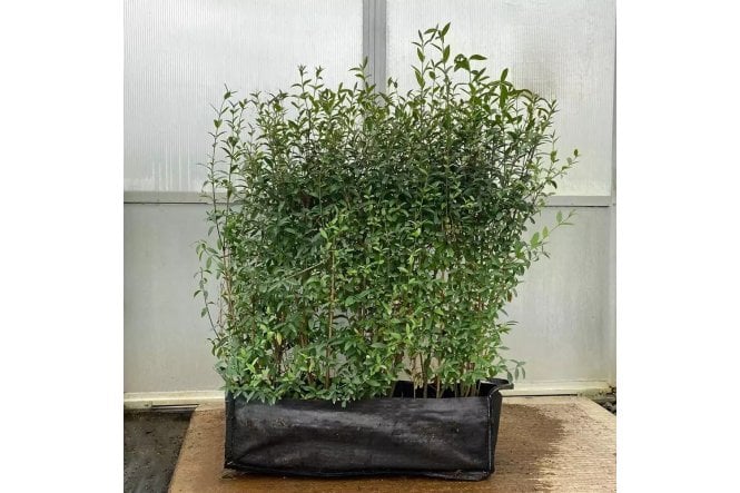 Wild Privet - 1m long trough