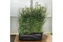 Wild Privet - 1m long trough