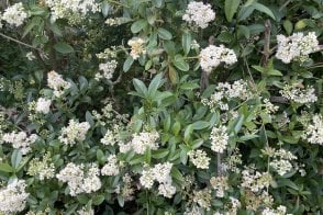 Privet (Wild) hedge plants - Ligustrum vulgare