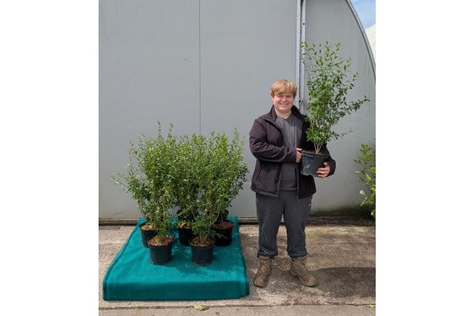 Wild Privet - 5 litre