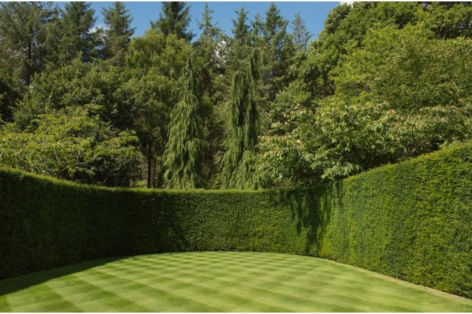Yew - 15 litre