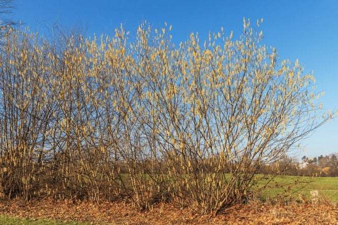 Hazel - 2 litre