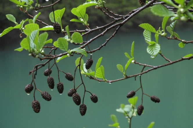 Common Alder