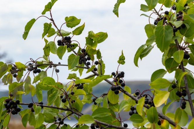Purging Buckthorn - cell grown