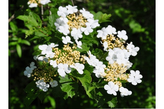 Guelder Rose
