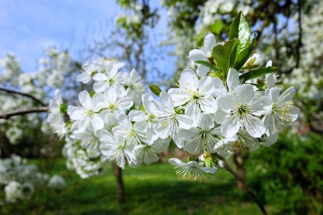 Wild Cherry