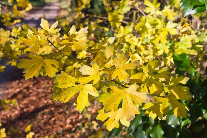 Field Maple - 1 year plants