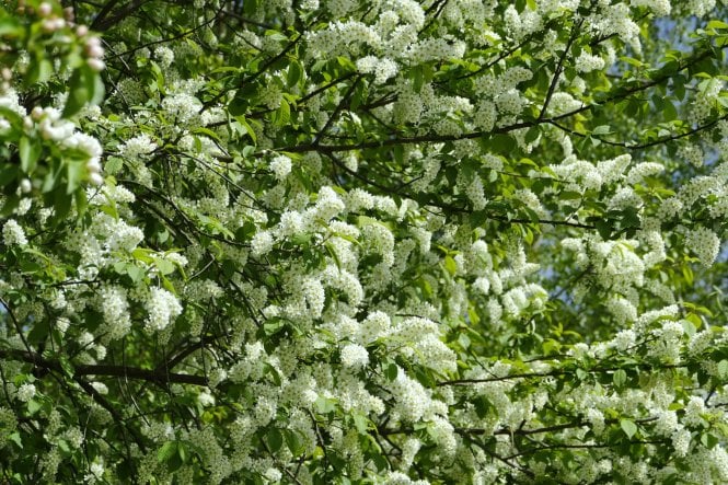 Bird Cherry