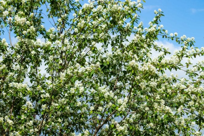 Amelanchier - 2L pot grown
