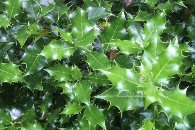 Holly - 2 litre