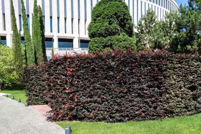 Purple Beech - 5 Year plant
