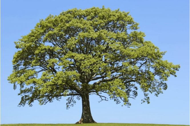 Oak tree sapling