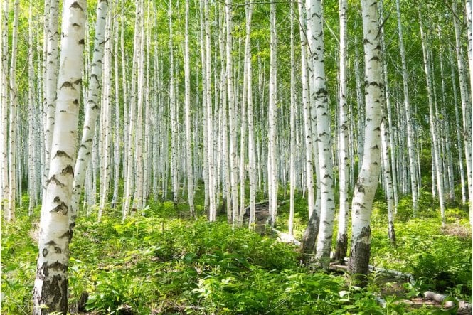 Silver Birch tree sapling