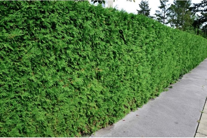 Western Red Cedar - 10 litre