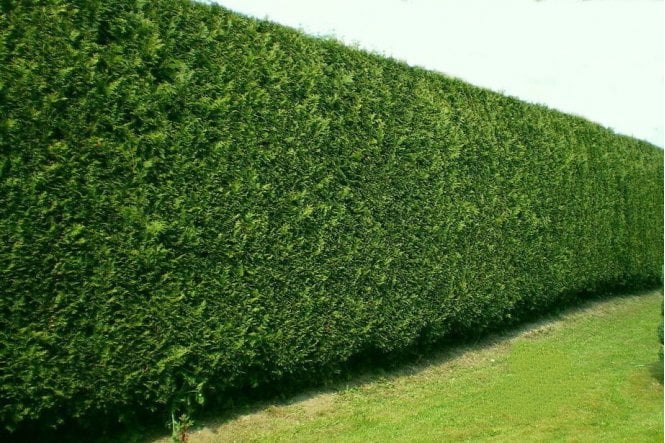 Leylandii - 2 litre