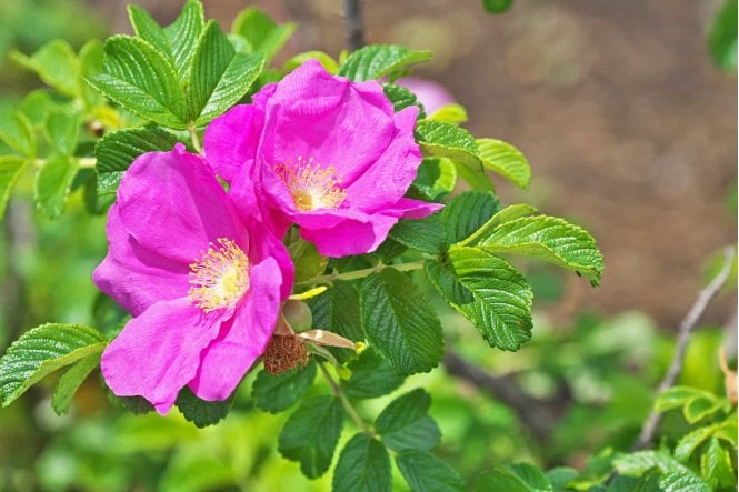 Rosa rugosa