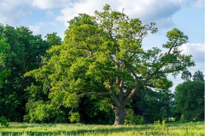 Oak - Sessile tree saplings (Quercus petraea)