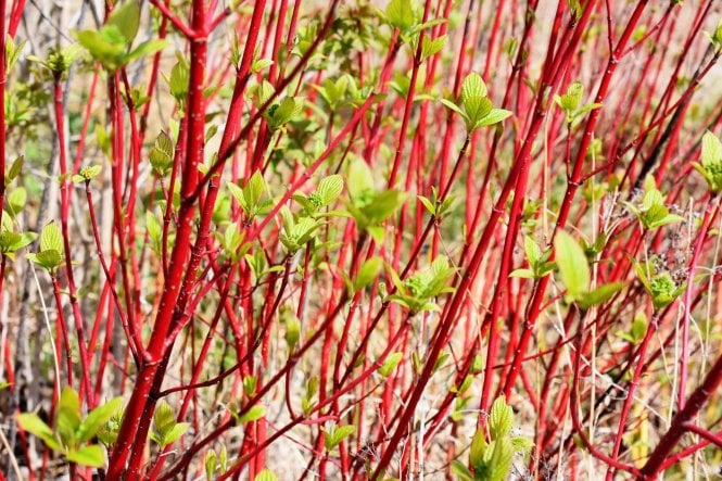 Red Stemmed Dogwood - 2 litre