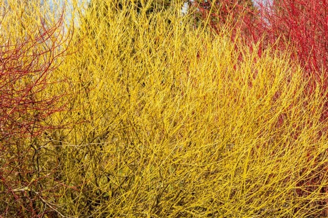 Yellow Stemmed Dogwood