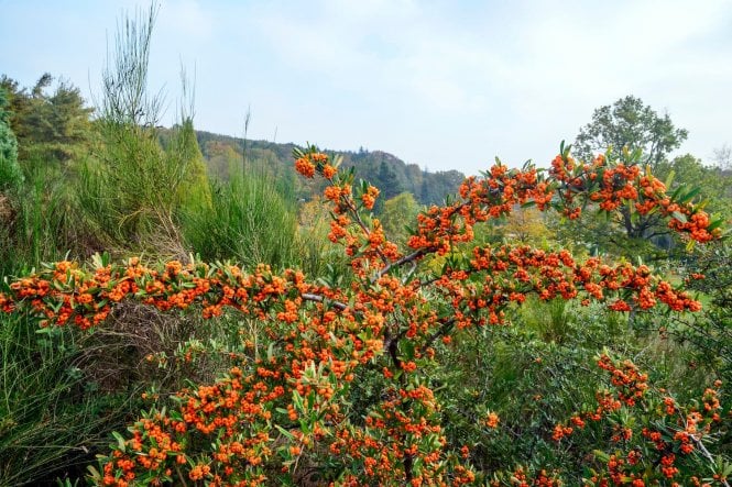 Sea buckthorn