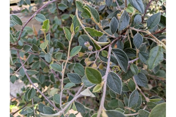Cotoneaster franchetii - 2 Litre