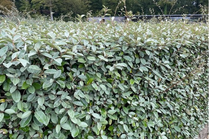 Oleaster - 4 Year plants