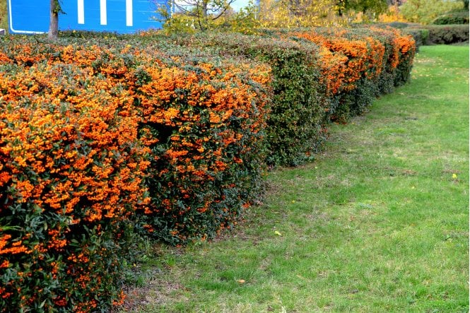 Pyracantha Orange - 2 litre