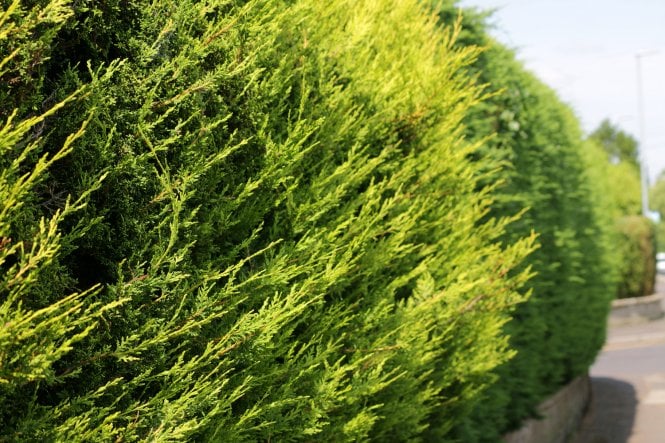 Golden Leylandii 'Castlewellan Gold' - 2 litre