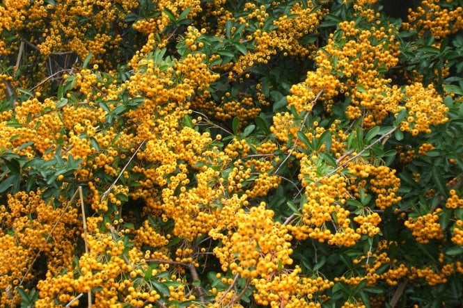 Pyracantha Yellow - 2 litre