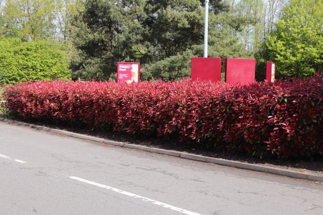 Photinia - 5 litre