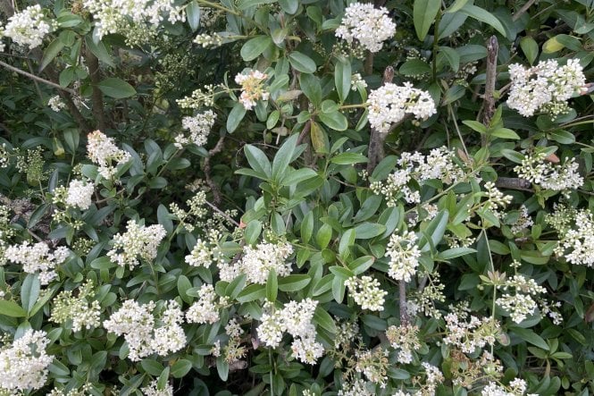 Wild Privet - 4 Year old plants
